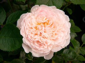 Růže anglická David Austin 'Emily Bronte' - Rosa S 'Emily Bronte'