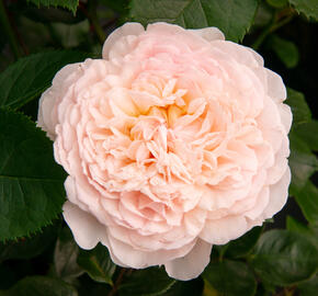 Anglická růže Davida Austina 'Emily Bronte' - Rosa S 'Emily Bronte'