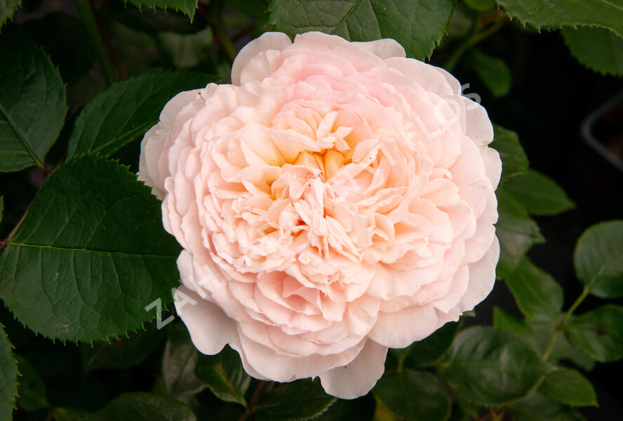 Růže anglická David Austin 'Emily Bronte' - Rosa S 'Emily Bronte'