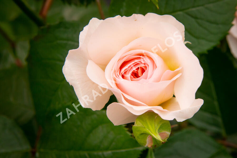 Anglická růže Davida Austina 'Emily Bronte' - Rosa S 'Emily Bronte'