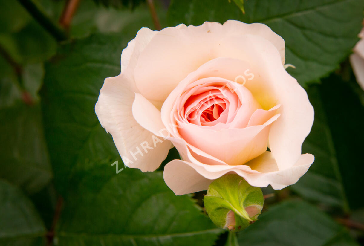 Růže anglická David Austin 'Emily Bronte' - Rosa S 'Emily Bronte'