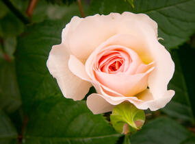 Růže anglická David Austin 'Emily Bronte' - Rosa S 'Emily Bronte'