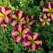 Petúnie 'Amore Fiesta' - Petunia hybrida 'Amore Fiesta'