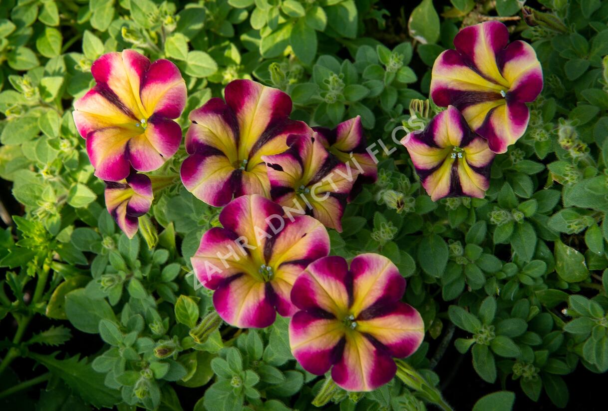 Petúnie 'Amore Fiesta' - Petunia hybrida 'Amore Fiesta'