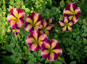 Petúnie 'Amore Fiesta' - Petunia hybrida 'Amore Fiesta'