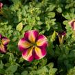 Petúnie 'Amore Fiesta' - Petunia hybrida 'Amore Fiesta'