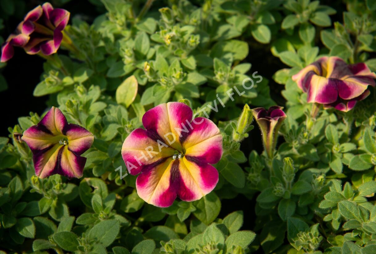 Petúnie 'Amore Fiesta' - Petunia hybrida 'Amore Fiesta'