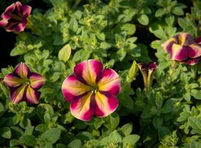Petúnie 'Amore Fiesta' - Petunia hybrida 'Amore Fiesta'