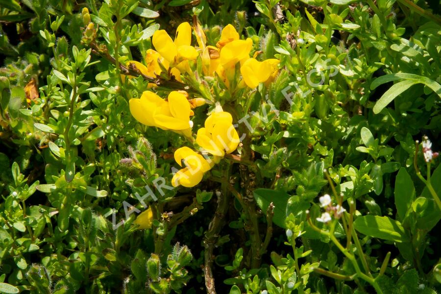 Čilimník rozložený - Cytisus decumbens