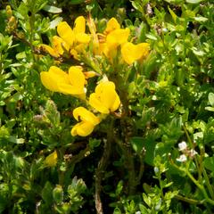 Čilimník rozložený - Cytisus decumbens