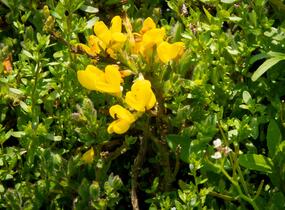 Čilimník rozložený - Cytisus decumbens
