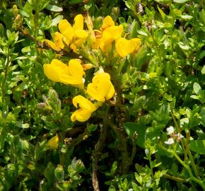 Čilimník rozložený - Cytisus decumbens