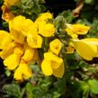 Čilimník rozložený - Cytisus decumbens