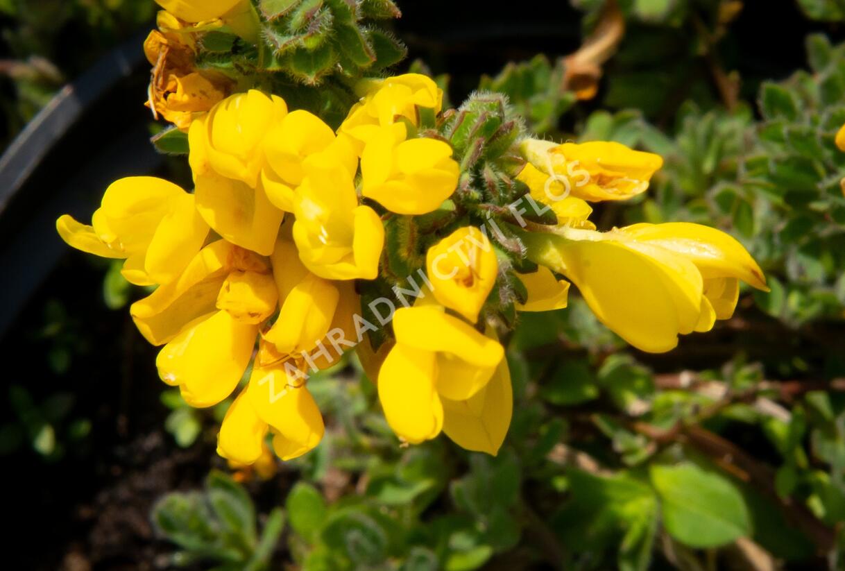 Čilimník rozložený - Cytisus decumbens