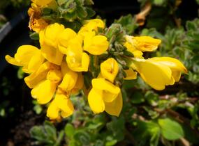 Čilimník rozložený - Cytisus decumbens