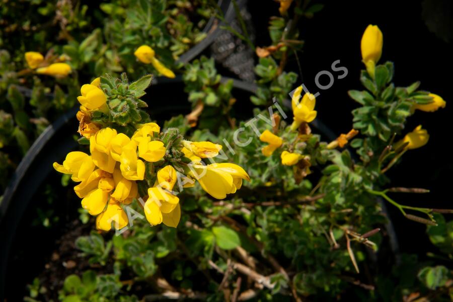 Čilimník rozložený - Cytisus decumbens