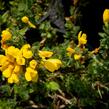 Čilimník rozložený - Cytisus decumbens