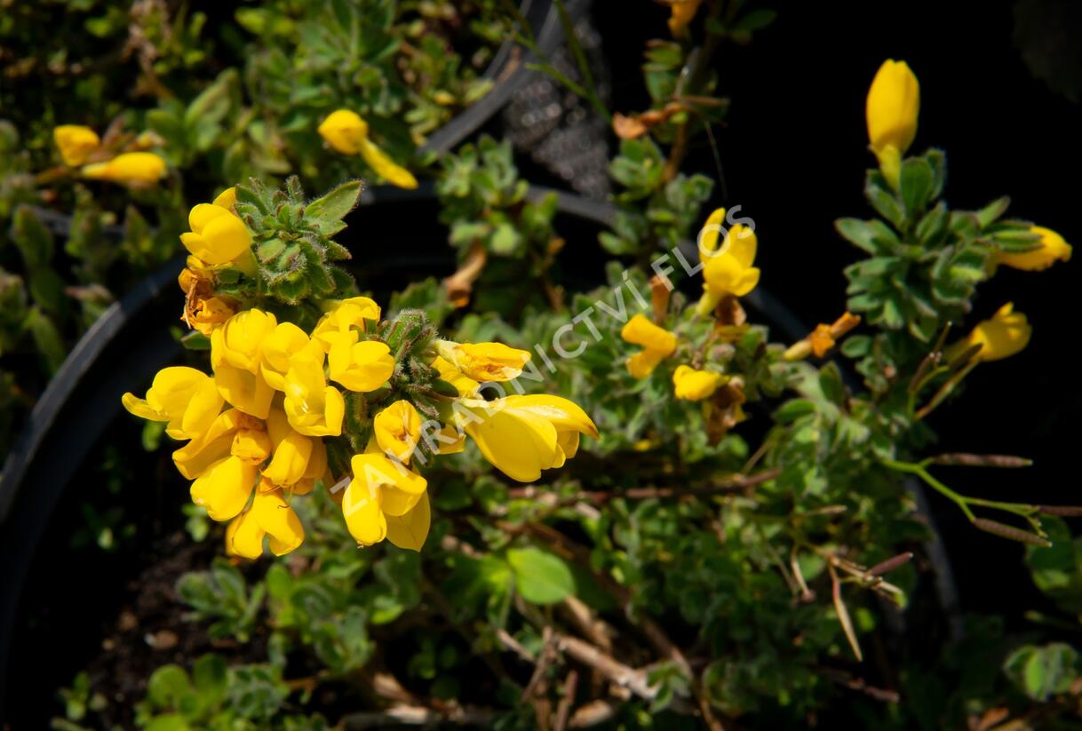 Čilimník rozložený - Cytisus decumbens