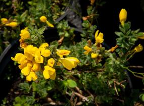 Čilimník rozložený - Cytisus decumbens