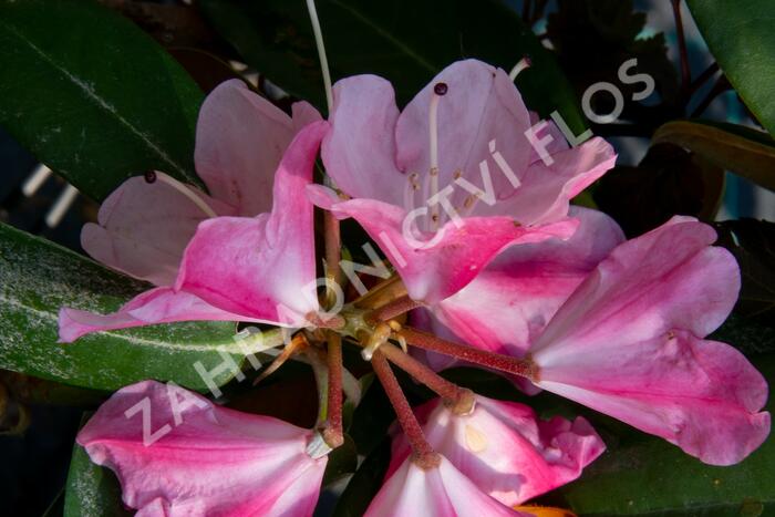 Pěnišník 'Anuschka' - Rhododendron (Y) 'Anuschka'