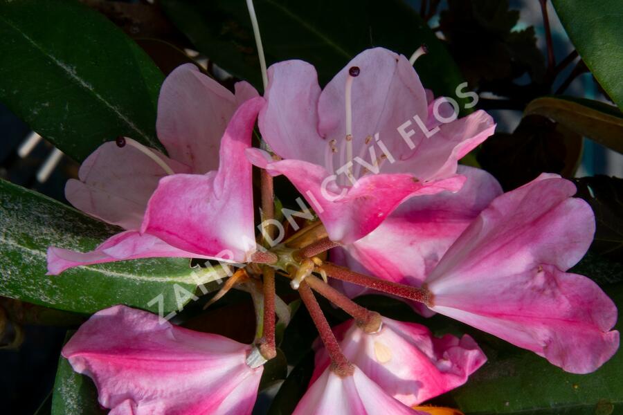Pěnišník 'Anuschka' - Rhododendron (Y) 'Anuschka'