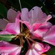 Pěnišník 'Anuschka' - Rhododendron (Y) 'Anuschka'