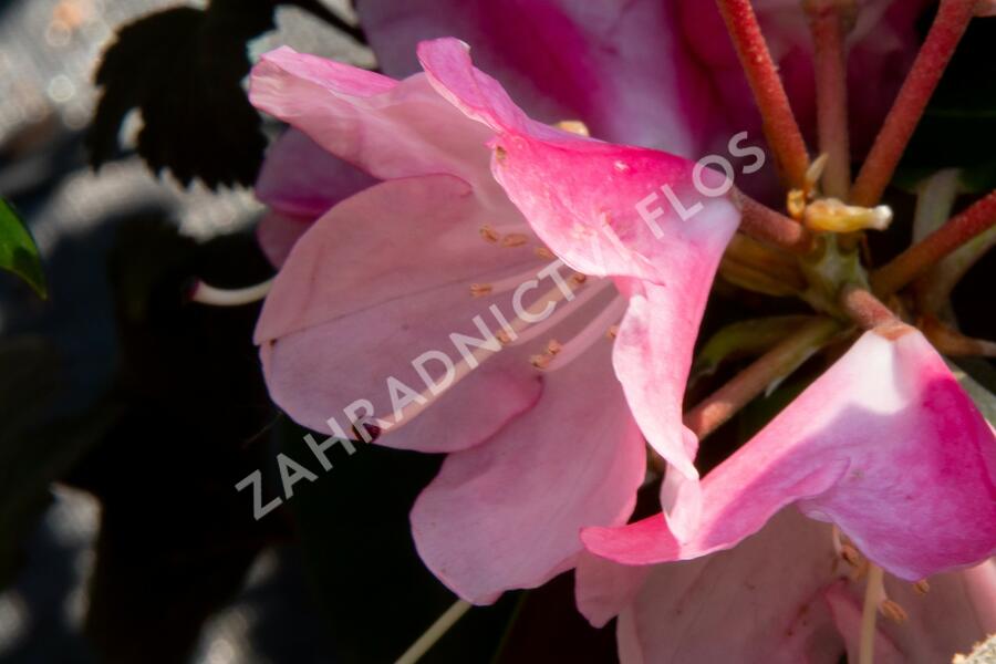Pěnišník 'Anuschka' - Rhododendron (Y) 'Anuschka'