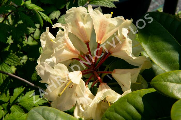 Pěnišník 'Goldbukett' - Rhododendron (T) 'Goldbukett'