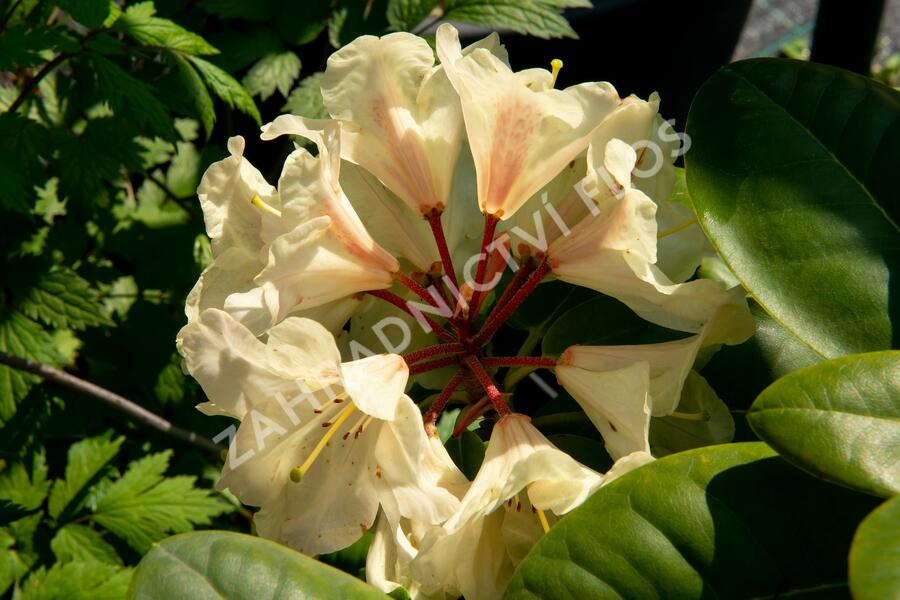 Pěnišník 'Goldbukett' - Rhododendron (T) 'Goldbukett'