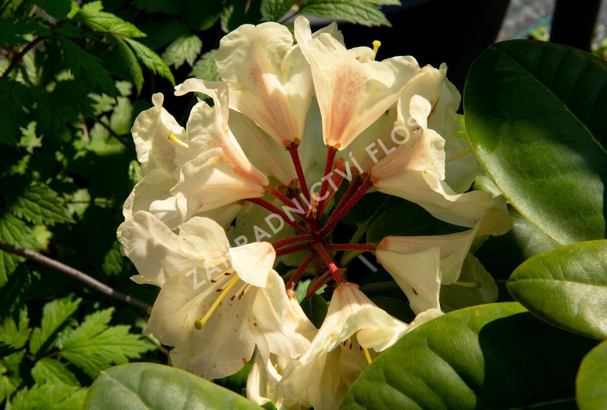 Pnink 'Goldbukett' - Rhododendron (T) 'Goldbukett' | Zahradnictv FLOS