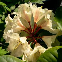 Pěnišník 'Goldbukett' - Rhododendron (T) 'Goldbukett'