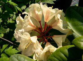 Pěnišník 'Goldbukett' - Rhododendron (T) 'Goldbukett'