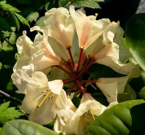 Pěnišník 'Goldbukett' - Rhododendron (T) 'Goldbukett'