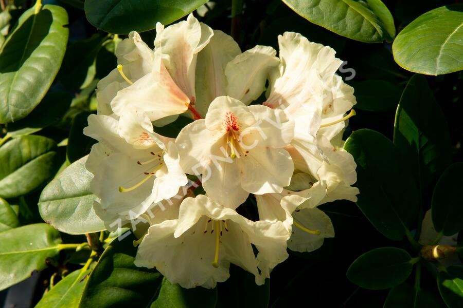Pěnišník 'Goldbukett' - Rhododendron (T) 'Goldbukett'