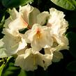 Pěnišník 'Goldbukett' - Rhododendron (T) 'Goldbukett'