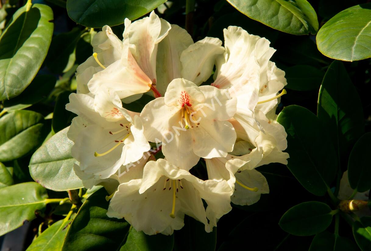 Pěnišník 'Goldbukett' - Rhododendron (T) 'Goldbukett'