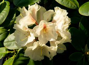Pěnišník 'Goldbukett' - Rhododendron (T) 'Goldbukett'