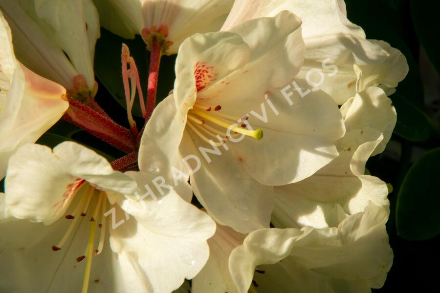 Pěnišník 'Goldbukett' - Rhododendron (T) 'Goldbukett'