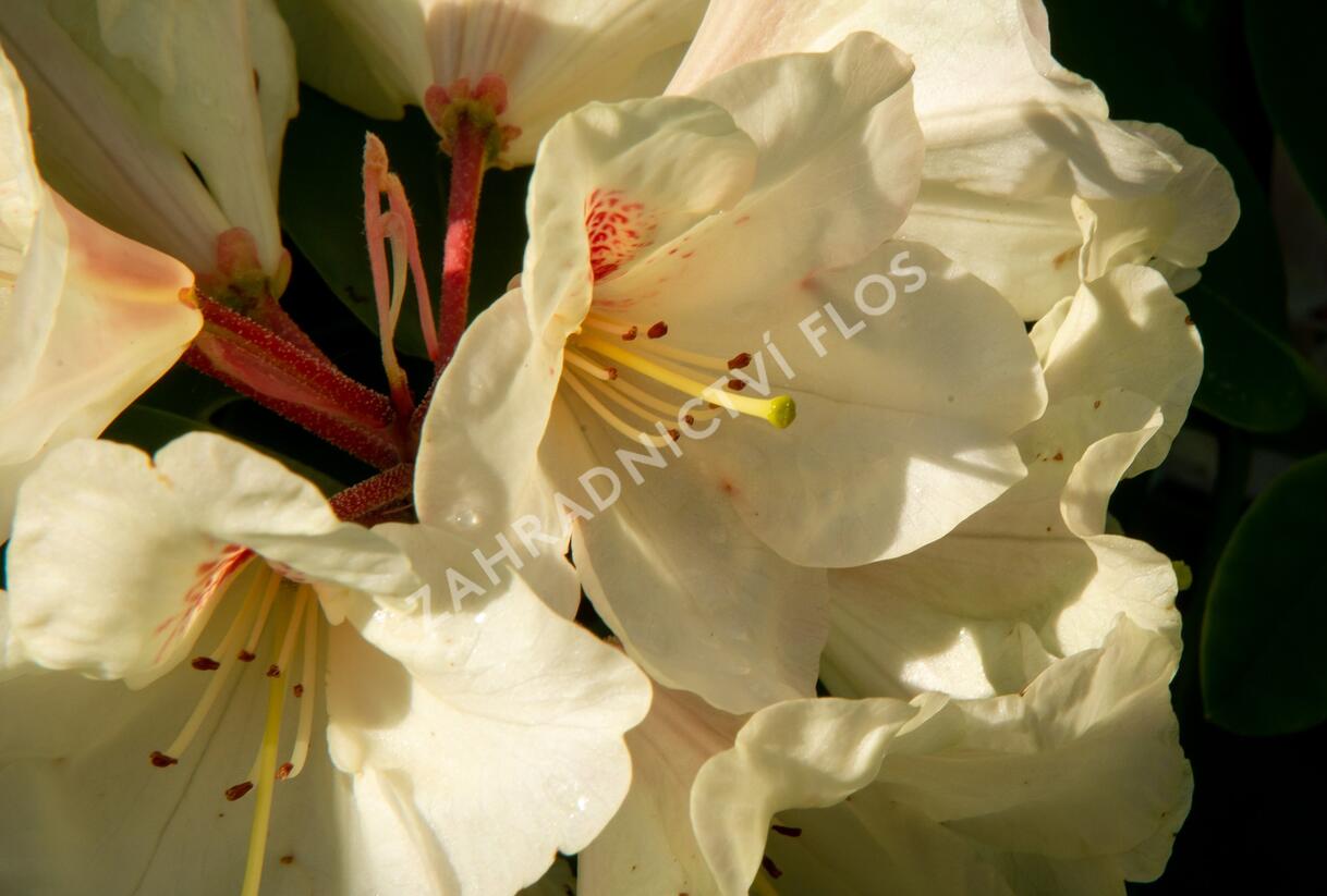 Pěnišník 'Goldbukett' - Rhododendron (T) 'Goldbukett'