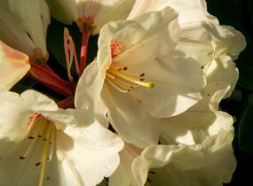 Pěnišník 'Goldbukett' - Rhododendron (T) 'Goldbukett'