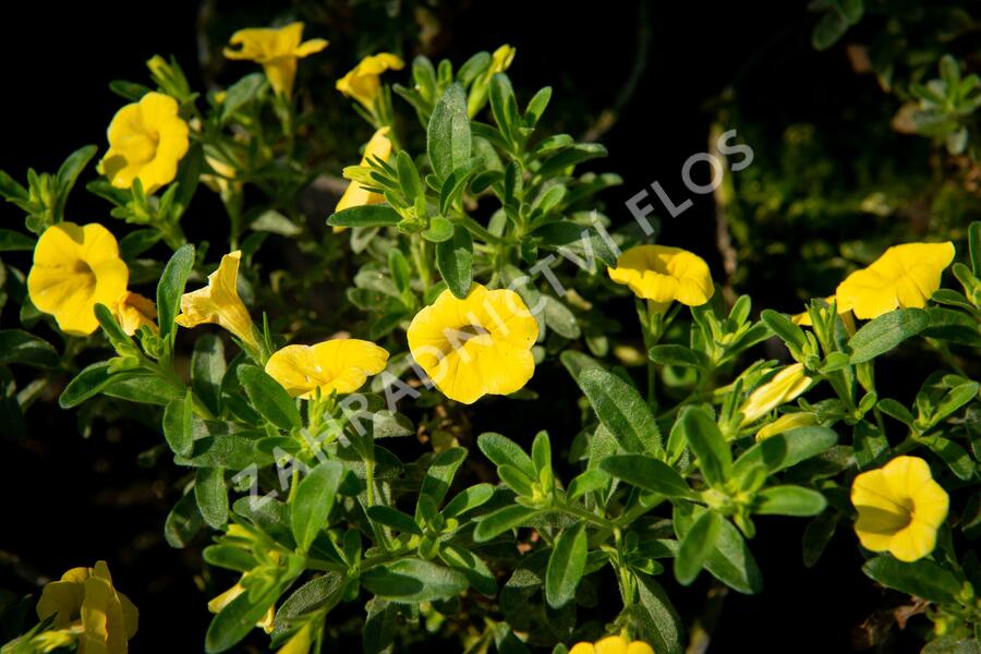 Minipetúnie, Million Bells 'Sweetbells Deep Yellow' - Calibrachoa hybrida 'Sweetbells Deep Yellow'