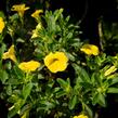Minipetúnie, Million Bells 'Sweetbells Deep Yellow' - Calibrachoa hybrida 'Sweetbells Deep Yellow'