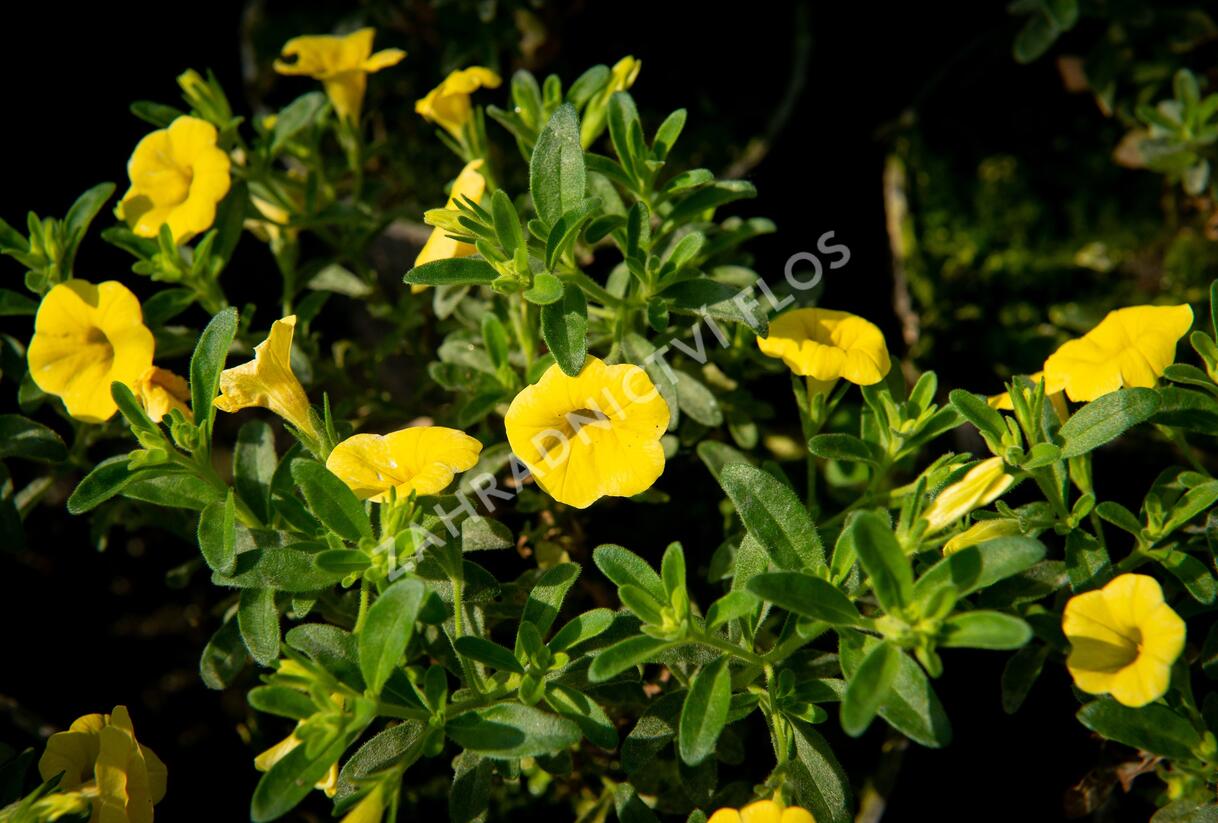 Minipetúnie, Million Bells 'Sweetbells Deep Yellow' - Calibrachoa hybrida 'Sweetbells Deep Yellow'