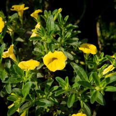 Minipetúnie, Million Bells 'Sweetbells Deep Yellow' - Calibrachoa hybrida 'Sweetbells Deep Yellow'