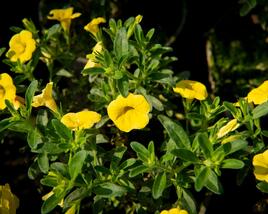 Minipetúnie, Million Bells 'Sweetbells Deep Yellow'