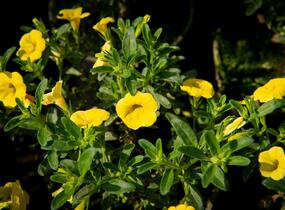 Minipetúnie, Million Bells 'Sweetbells Deep Yellow' - Calibrachoa hybrida 'Sweetbells Deep Yellow'