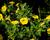 Minipetúnie, Million Bells 'Sweetbells Deep Yellow'