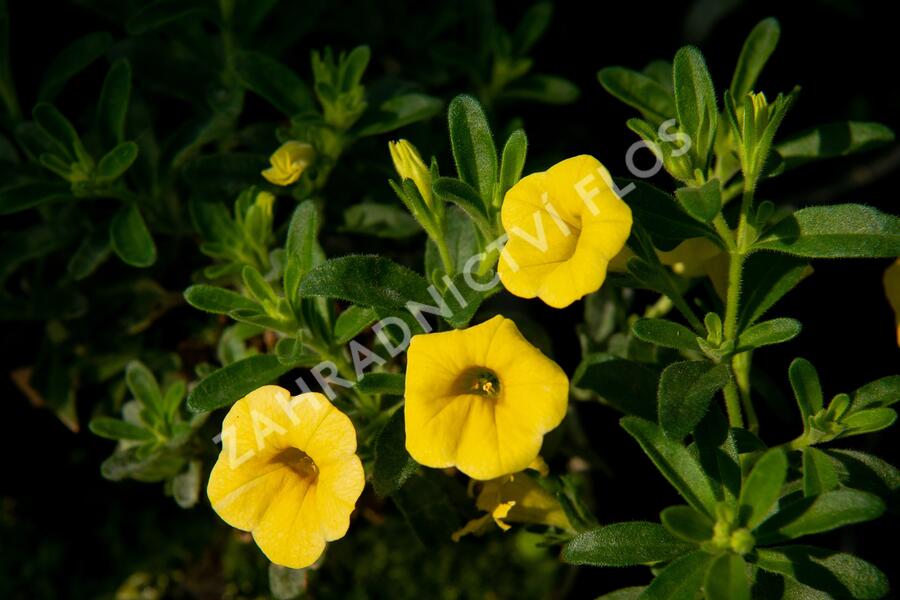 Minipetúnie, Million Bells 'Sweetbells Deep Yellow' - Calibrachoa hybrida 'Sweetbells Deep Yellow'
