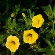 Minipetúnie, Million Bells 'Sweetbells Deep Yellow' - Calibrachoa hybrida 'Sweetbells Deep Yellow'