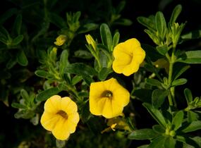 Minipetúnie, Million Bells 'Sweetbells Deep Yellow' - Calibrachoa hybrida 'Sweetbells Deep Yellow'